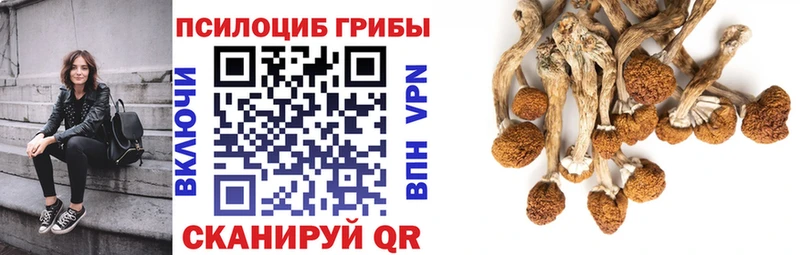 мега как зайти  где купить наркоту  Керчь  Галлюциногенные грибы Psilocybine cubensis 